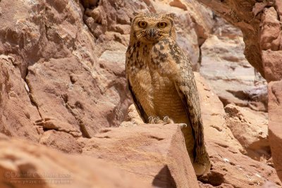 Pharoah Eagle Owl (Gufo reale del deserto)