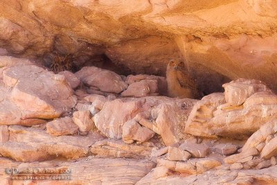 Pharoah Eagle Owl (Bubo ascalaphus)