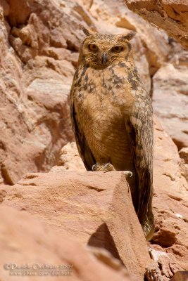 Pharoah Eagle Owl (Bubo ascalaphus)