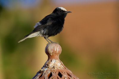 White-crowned Black Wheatear (Oenanthe leucopyga)