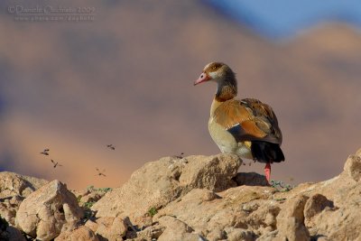 Egyptian Goose (Alopochen aegyptiacus)