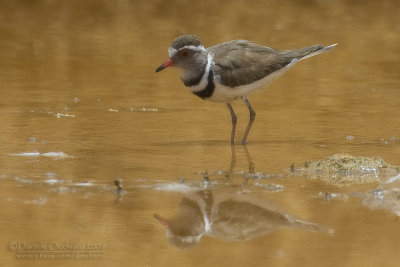 Three-banded Plover (Corriere trifasciato)