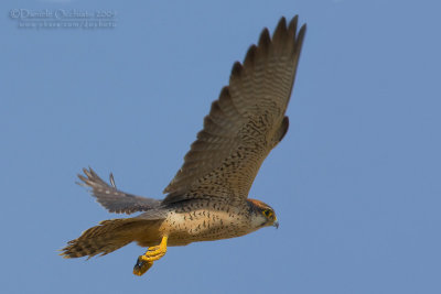 Lanner (Falco biarmicus ssp tanypterus)