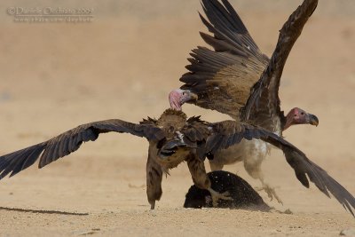 Lapped-faced Vulture (Torgos tracheliotus)