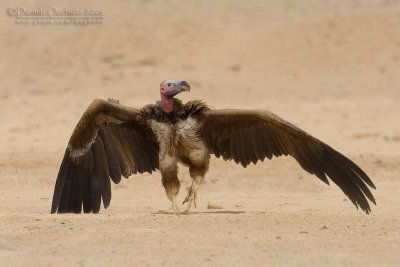 Lapped-faced Vulture (Torgos tracheliotus)