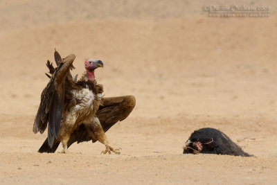 Lapped-faced Vulture (Torgos tracheliotus)