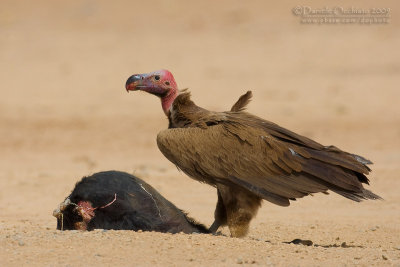 Lapped-faced Vulture (Avvoltoio orecchiuto)