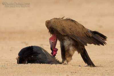 Lapped-faced Vulture (Torgos tracheliotus)