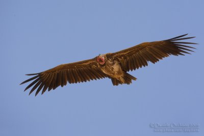 Lapped-faced Vulture (Torgos tracheliotus)