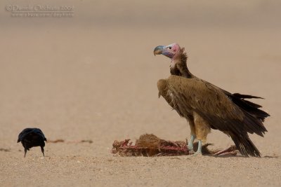 Lapped-faced Vulture (Torgos tracheliotus)