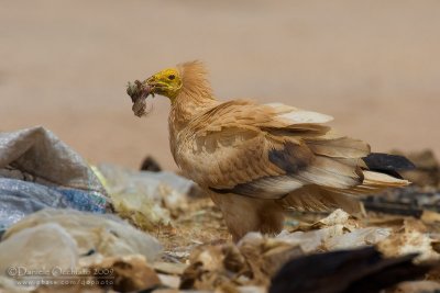 Egyptian Vulture (Neophron percnopterus)