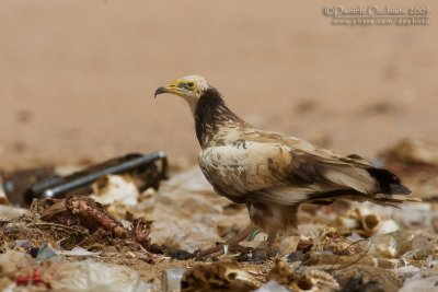 Egyptian Vulture (Neophron percnopterus)