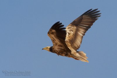 Egyptian Vulture (Neophron percnopterus)