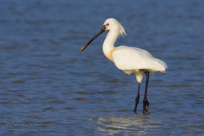 Eurasian Spoonbill (Platalea leucorodia)