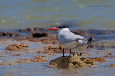 Caspian Tern (Sterna caspia)