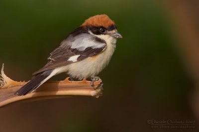 Woodchat Shrike (Lanius senator)