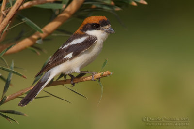 Woodchat Shrike (Lanius senator)