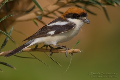 Woodchat Shrike (Lanius senator)