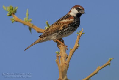 Spanish Sparrow (Passer hispaniolensis)