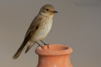 Spotted Flycatcher (Muscicapa striata)