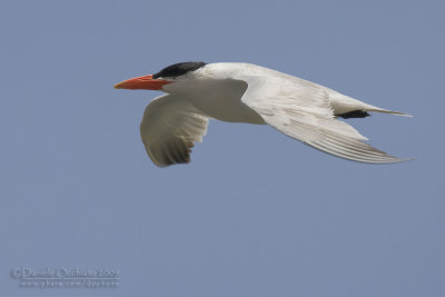 Caspian Tern (Sterna caspia)