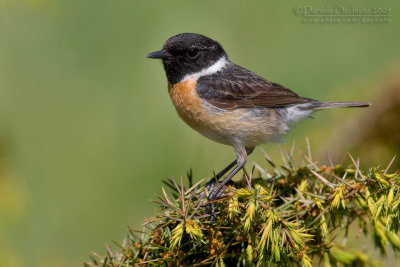 European Stonechat (Saxicola rubicola)