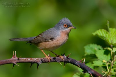 Moltoni's Warbler (Sylvia subalpina)