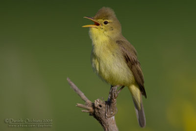 Melodious Warbler (Hippolais polyglotta)