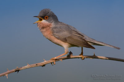 Moltoni's Warbler (Sylvia subalpina)