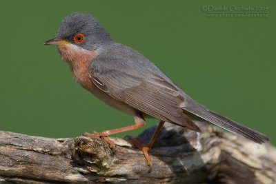 Moltoni's Warbler (Sylvia subalpina)