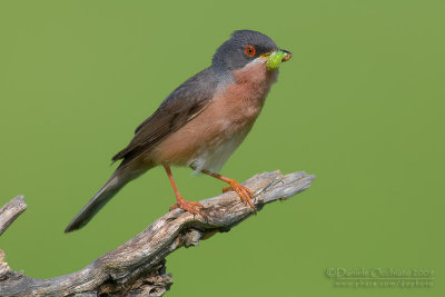 Moltoni's Warbler (Sylvia subalpina)