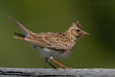 Skylark (Alauda arvensis)