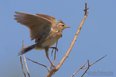 Skylark (Alauda arvensis)