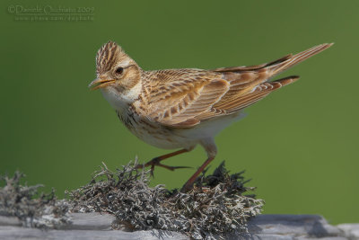 Skylark (Alauda arvensis)