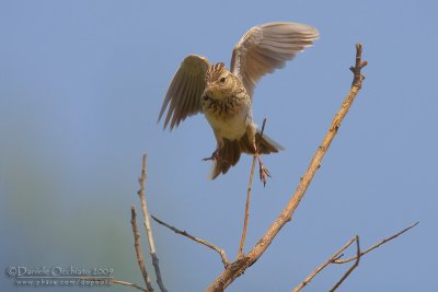 Skylark (Alauda arvensis)