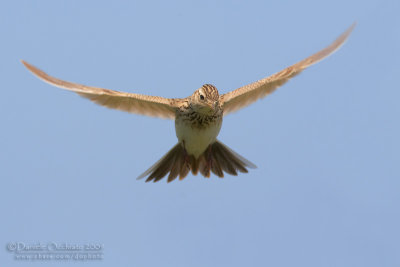 Skylark (Alauda arvensis)