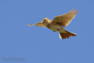 Skylark (Alauda arvensis)