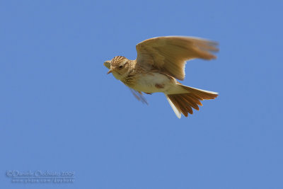 Skylark (Alauda arvensis)