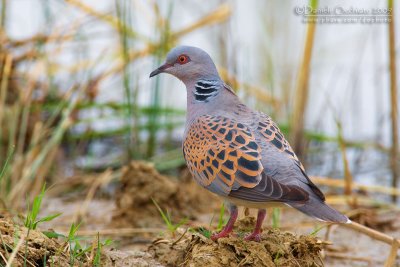 Turtle Dove (Streptopelia turtur)