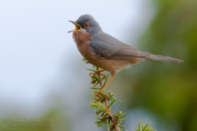 Moltoni's Warbler (Sylvia subalpina)