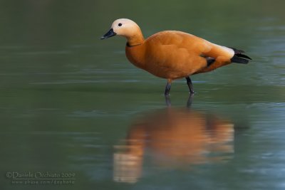 Ruddy Shelduck (Tadorna ferruginea)