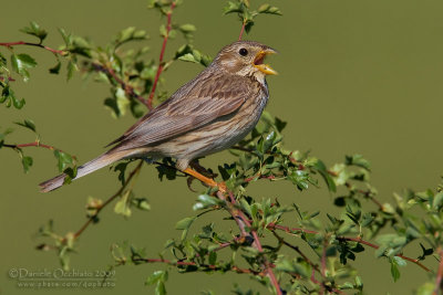 Corn Bunting (Miliaria calandra)