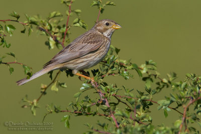 Corn Bunting (Miliaria calandra)