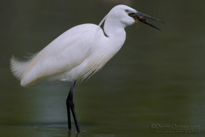 Little Egret (Egretta garzetta)