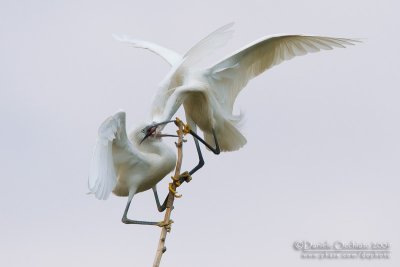 Little Egret (Egretta garzetta)