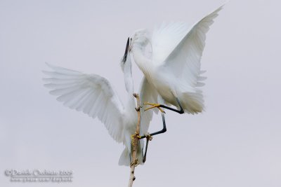 Little Egret (Egretta garzetta)