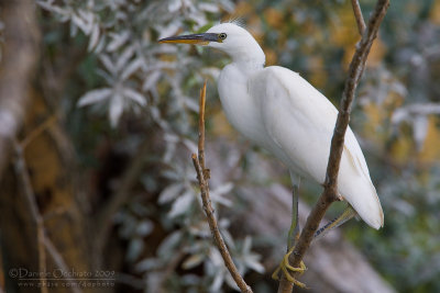 Little Egret (Egretta garzetta)