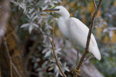 Little Egret (Egretta garzetta)