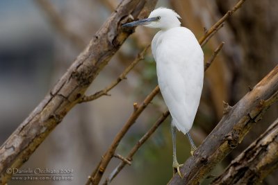 Little Egret (Egretta garzetta)