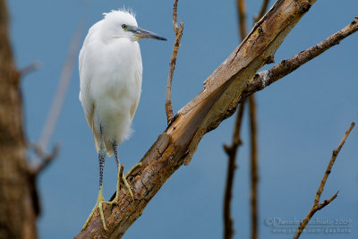 Little Egret (Egretta garzetta)